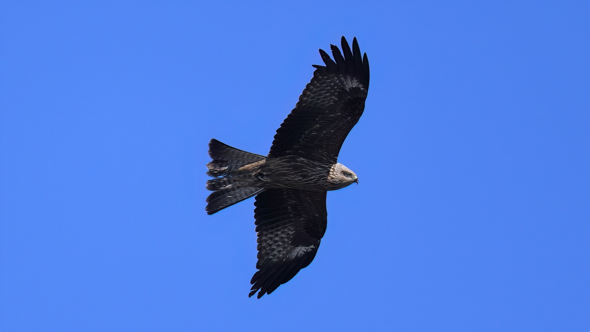Black Kite